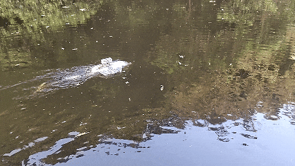 新品推薦 | 施羅德銀鯊1號動力聲吶檢測機器人，復雜環(huán)境輕松應對！